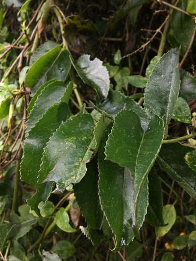 Pentacalia americana, photographed by Nicolás Baresch Uribe