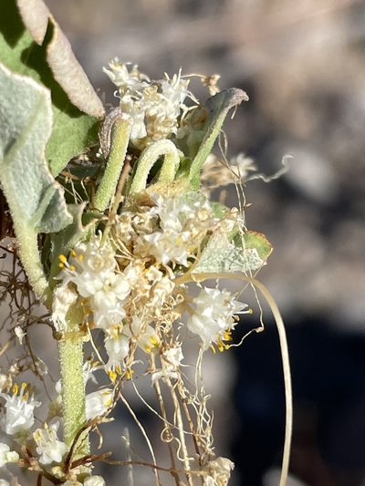 Cuscuta tuberculata, photographed by Sula Vanderplank