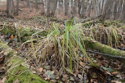 Carex pseudocyperus, photographed by Aleksei Baushev