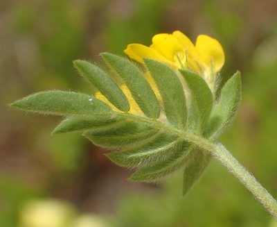 Ornithopus compressus, photographed by Nicola van Berkel