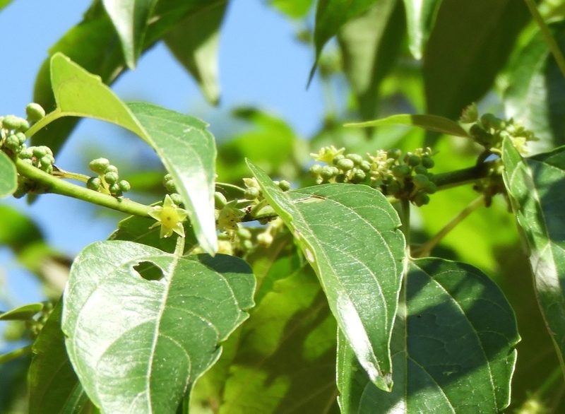 Colubrina triflora, photographed by Francisco Farriols Sarabia