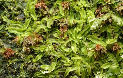 Geocalyx graveolens, photographed by Armand Turpel