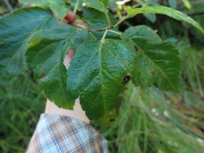 Malus fusca, photographed by Ellyne Geurts