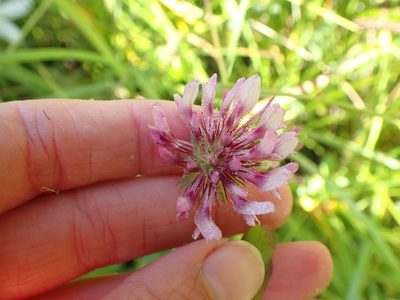 Trifolium wormskioldii, photographed by Ellyne Geurts