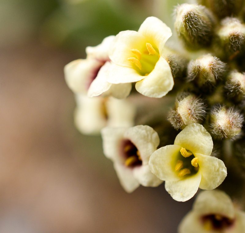 Menonvillea cuneata, photographed by Nicolás Villaseca Merino