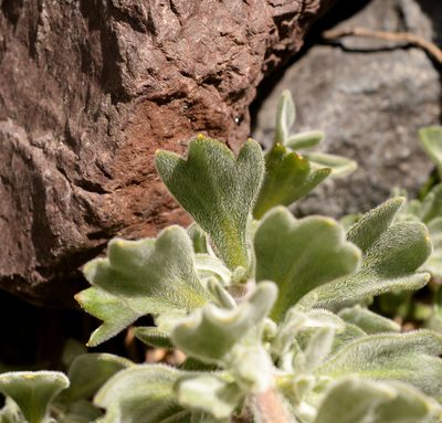 Menonvillea cuneata, photographed by Nicolás Villaseca Merino