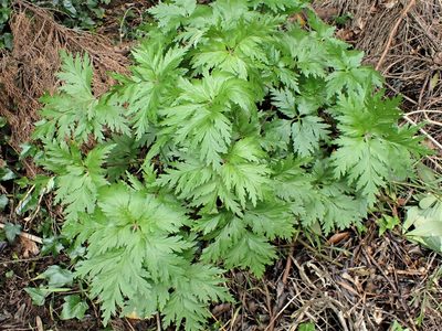 Geranium maderense, photographed by Grey Smith