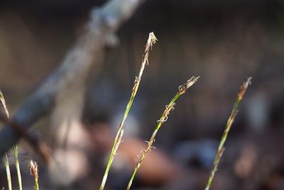 Carex lanceolata, photographed by harum.koh