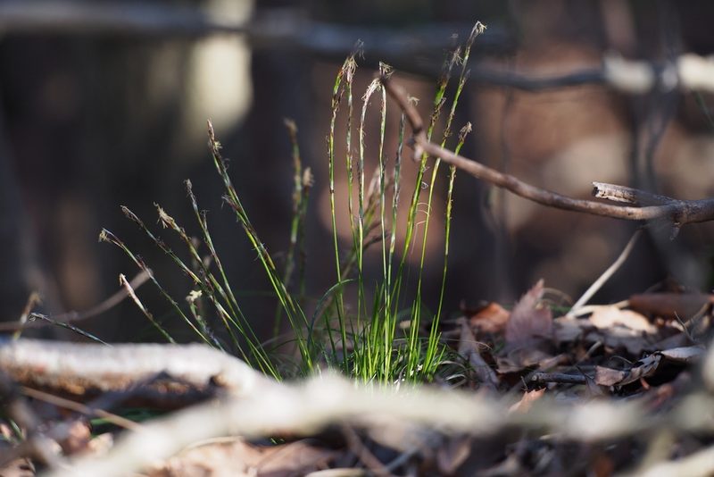 Carex lanceolata, photographed by harum.koh