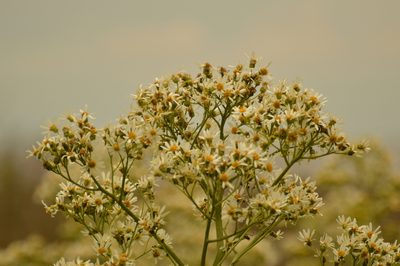 Senecio bonariensis, photographed by Andrea Gantzer
