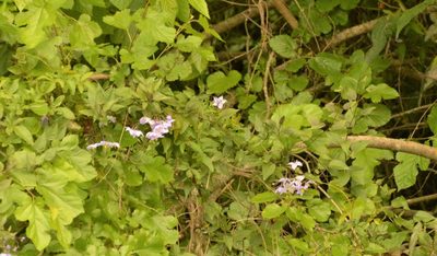 Solanum laxum, photographed by Andrea Gantzer