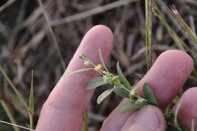 Phyllanthus polygonoides, photographed by Eric Knight