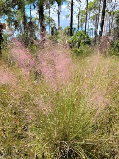 Muhlenbergia sericea, photographed by Jay Horn
