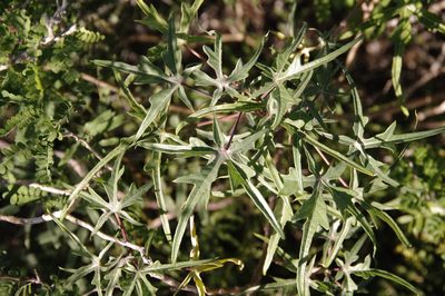 Manihot subspicata, photographed by Eric Knight