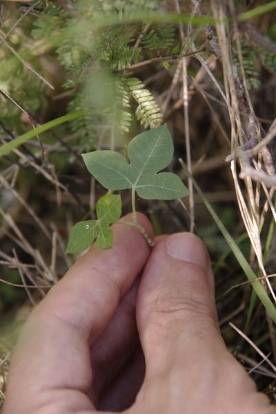 Manihot subspicata, photographed by Eric Knight