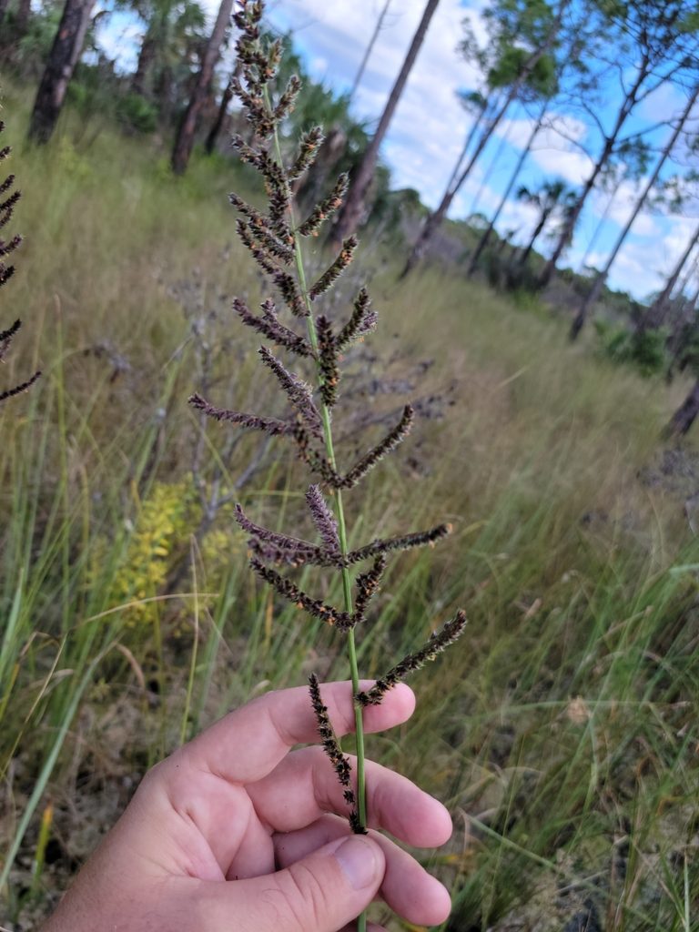 Echinochloa paludigena, photographed by Jay Horn