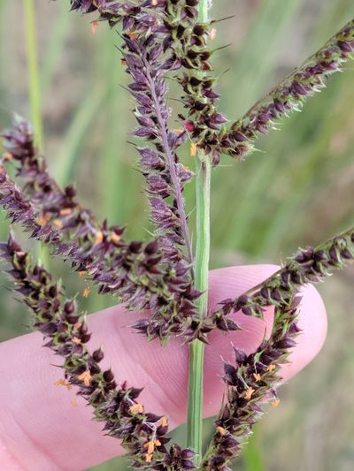 Echinochloa paludigena, photographed by Jay Horn