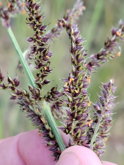Echinochloa paludigena, photographed by Jay Horn