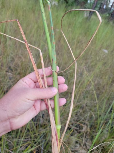 Echinochloa paludigena, photographed by Jay Horn