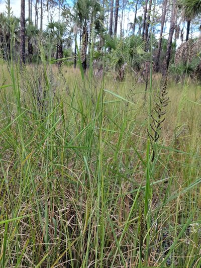 Echinochloa paludigena, photographed by Jay Horn