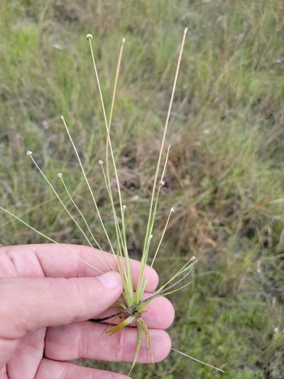 Eriocaulon ravenelii, photographed by Jay Horn