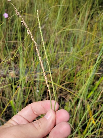 Paspalum monostachyum, photographed by Jay Horn