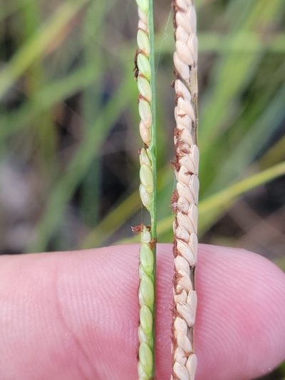 Paspalum monostachyum, photographed by Jay Horn