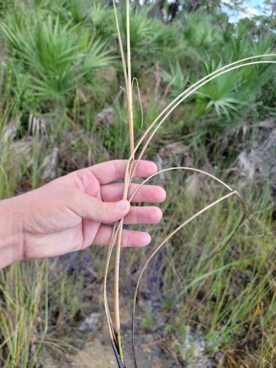 Paspalum monostachyum, photographed by Jay Horn