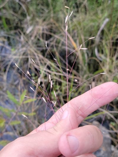 Eragrostis elliottii, photographed by Jay Horn