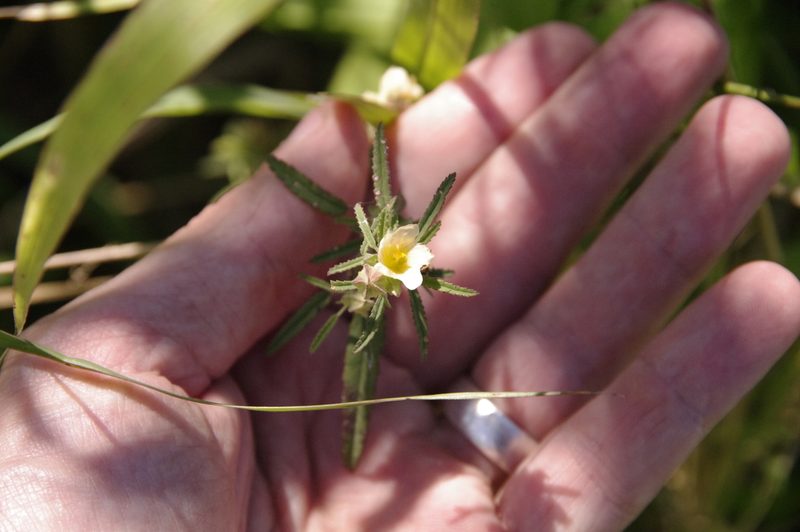 Sida elliottii, photographed by Eric Knight
