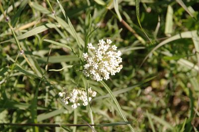 Asclepias linearis