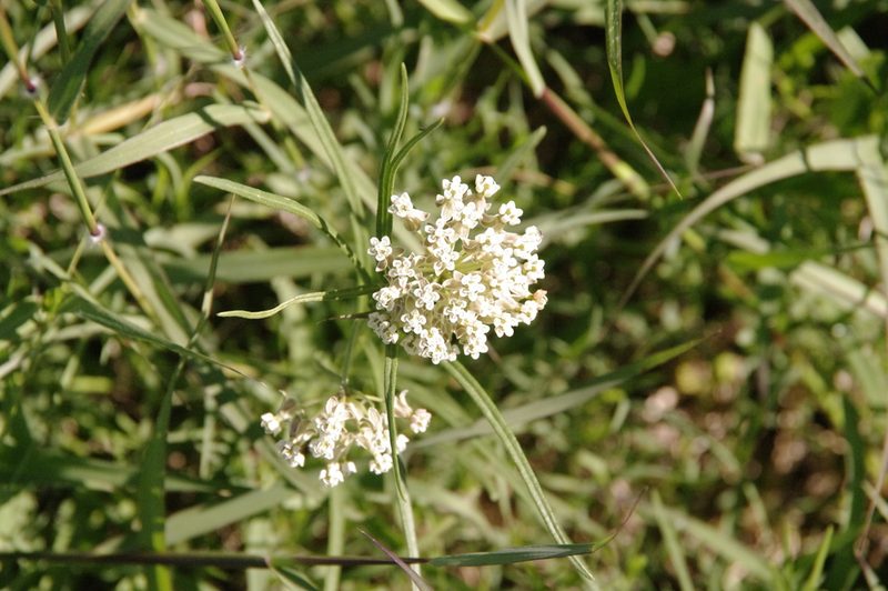 Asclepias linearis, photographed by Eric Knight