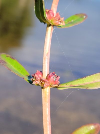 Ammannia latifolia, photographed by Jay Horn