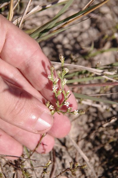 Thurovia triflora, photographed by Eric Knight