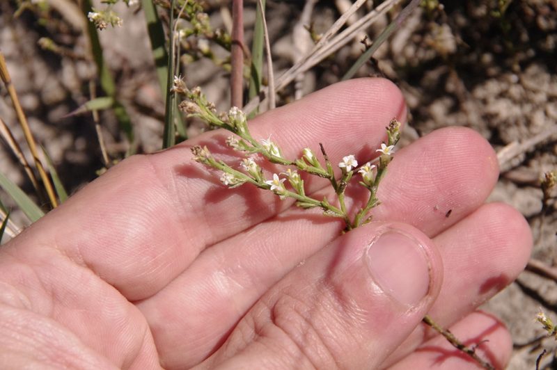 Thurovia triflora, photographed by Eric Knight