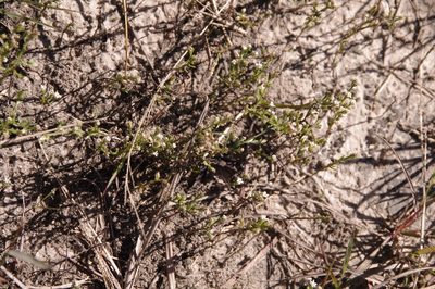 Thurovia triflora, photographed by Eric Knight