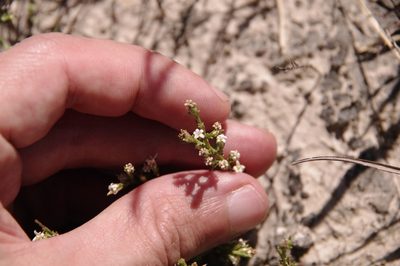 Thurovia triflora, photographed by Eric Knight