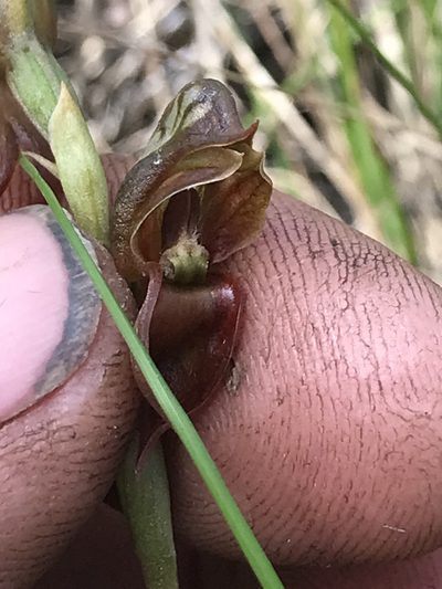 Pterostylis squamata, photographed by Steve Llewellyn