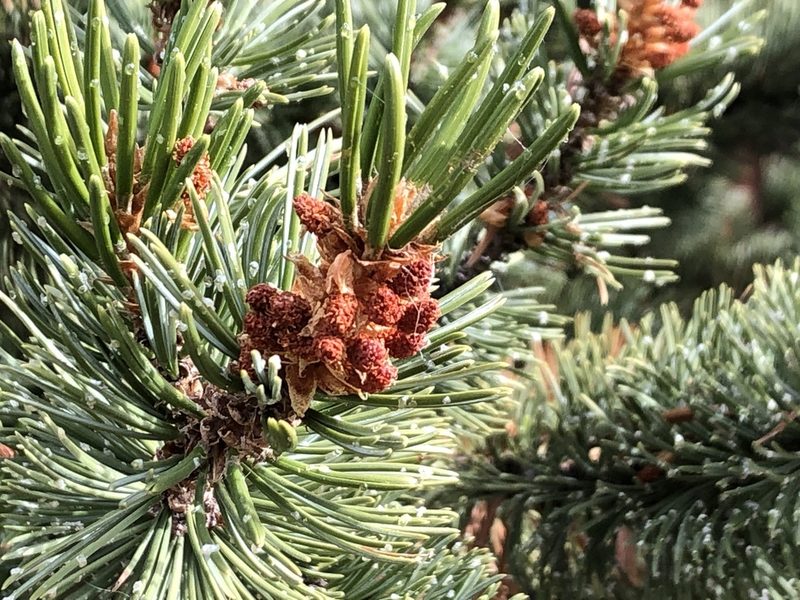 Pinus aristata, photographed by Sue Ann Kendall