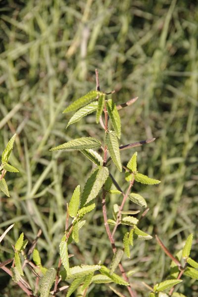 Corchorus hirtus, photographed by Eric Knight
