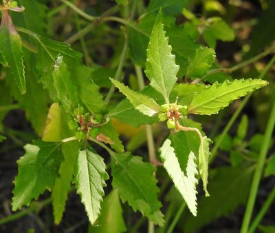 Euphorbia dentata, photographed by saltyhiker