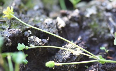 Halerpestes cymbalaria, photographed by Eric Lamb