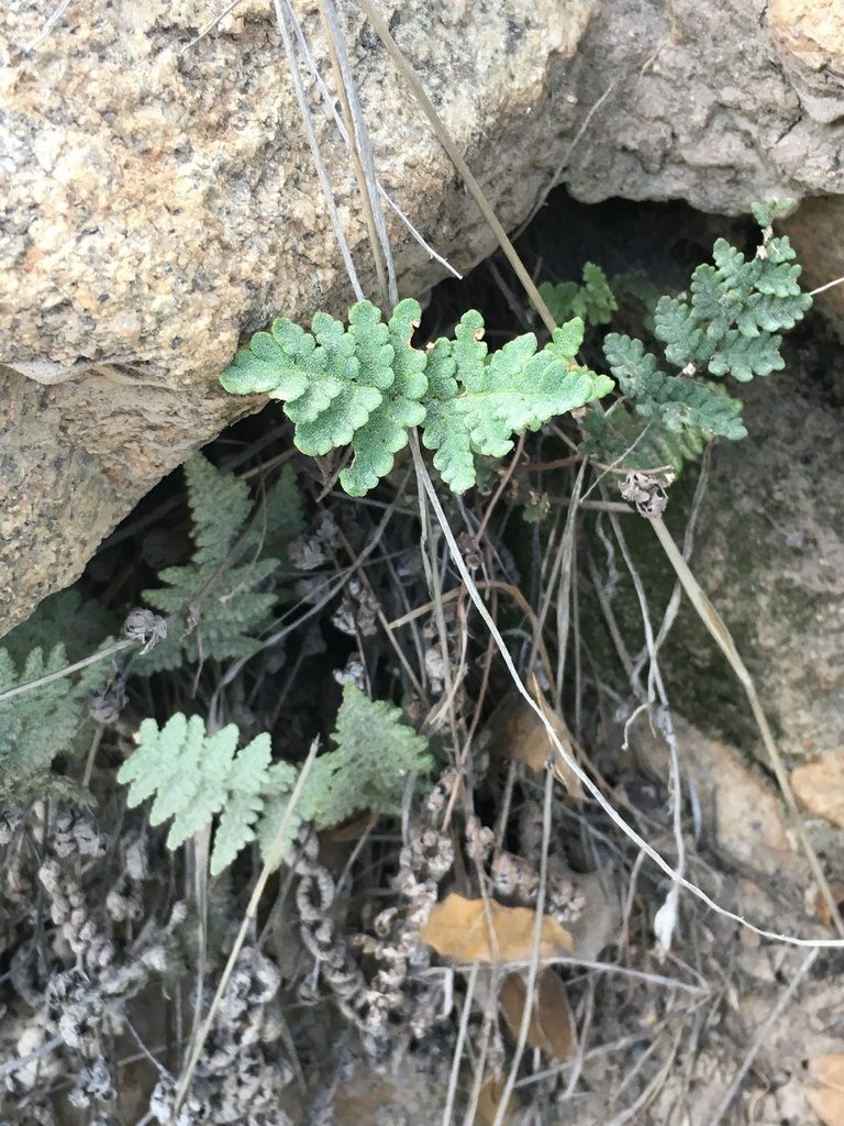 Notholaena grayi, photographed by Adam J. Searcy