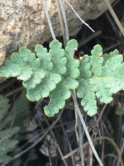 Notholaena grayi, photographed by Adam J. Searcy
