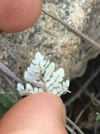 Notholaena grayi, photographed by Adam J. Searcy