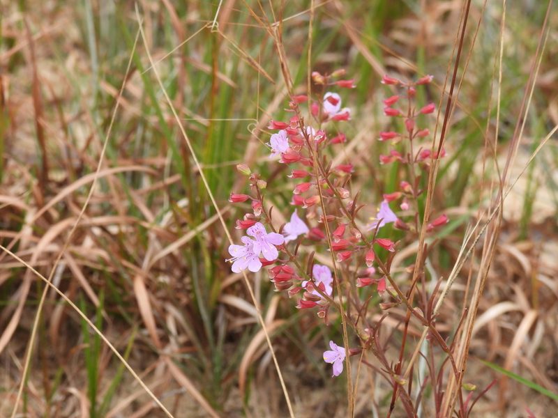 Dicerandra linearifolia, photographed by novvictan