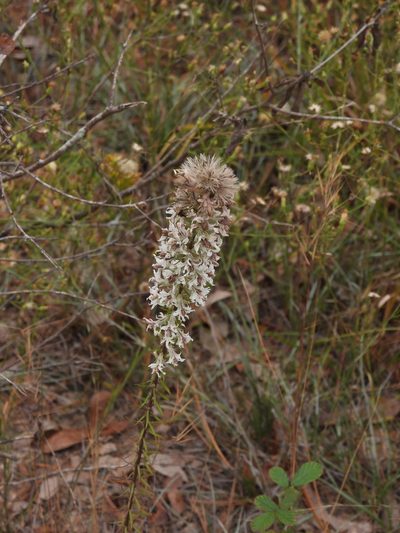 Liatris elegans, photographed by novvictan