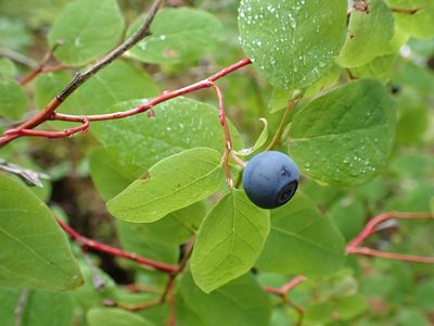 Vaccinium ovalifolium, photographed by Ellyne Geurts