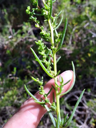 Suaeda linearis, photographed by Scott Ward