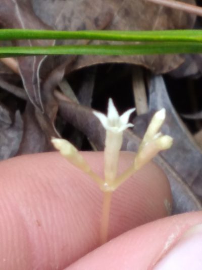 Voyria parasitica, photographed by Scott Ward